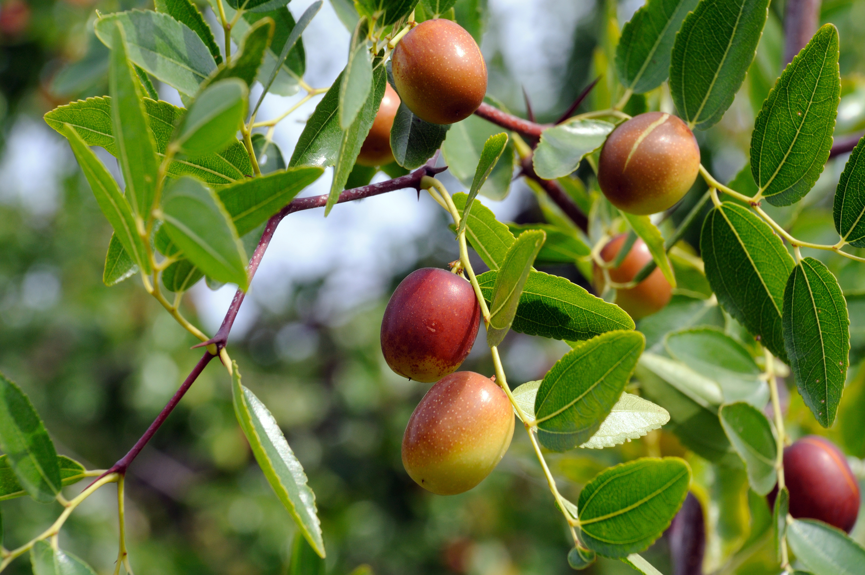 Beneficios del aceite de jojoba