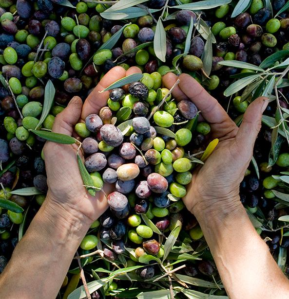 Especialistas en aceites naturales y derivados oleo químicos