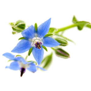 COLD PRESSED BORAGE SEED OIL