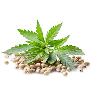 COLD PRESSED HEMP SEED OIL