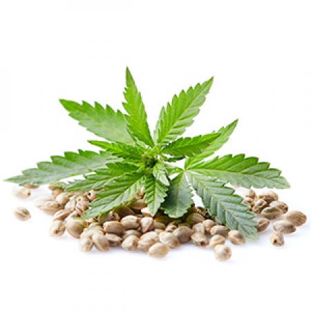 REFINED HEMP SEED  OIL